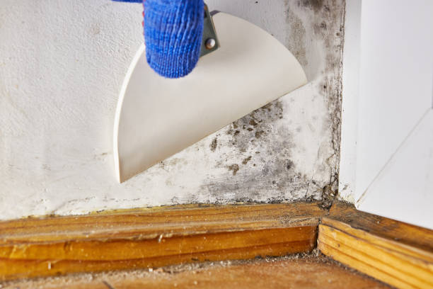 Professional Mold Removal in Chapel Hill, NC
